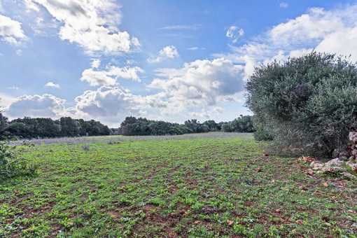 View of the plot