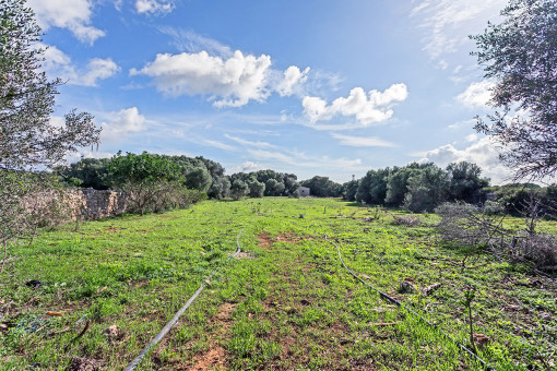 View of the plot